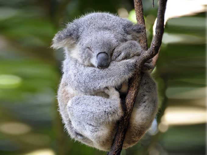 Koala Bebe Confunde A Su Mama Con Un Perro Pixel Media 4 0